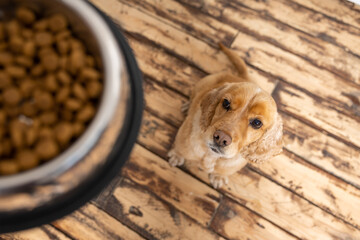 English cocker spaniel sits near a bowl of food. dog with food.
