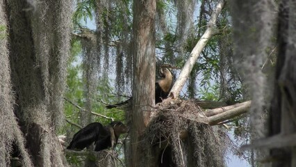 Anhinga Chicks in a Nest in Florida Wetlands.