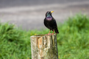 the common starling or European starling Stumus vulgaris perched on a fence post