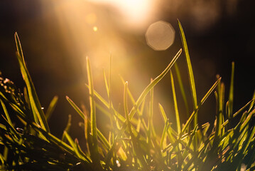 Spring and summer abstract nature background with grass and sun