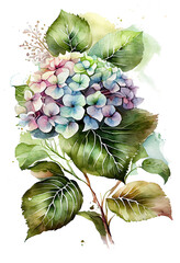 Hydrangea flowers, branches and leaves, watercolor painting. Generative AI