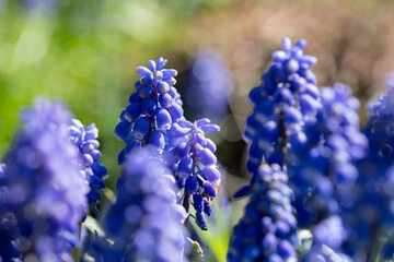 Macro photo of dark blue grape hyacinth muscari flowers planted in a flower bed. Photogaphed in a suburban garden in Pinner, Middlesex, UK