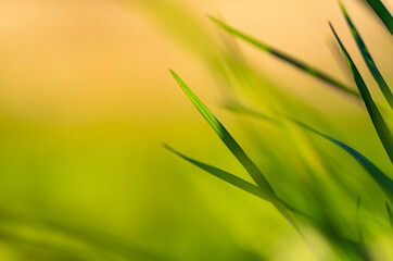Spring and summer abstract nature background with grass and sun
