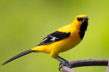 Flora y fauna con lindos colores