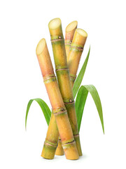 Fresh sugar cane stalk and leaves with water droplets isolated on white background. © Paitoon