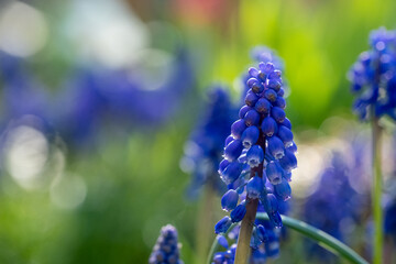 Macro photo of dark blue grape hyacinth muscari flowers planted in a flower bed. Photogaphed in a suburban garden in Pinner, Middlesex, UK