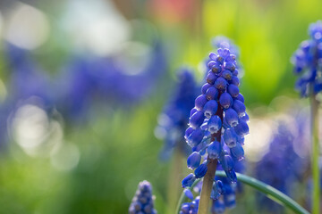 Macro photo of dark blue grape hyacinth muscari flowers planted in a flower bed. Photogaphed in a...
