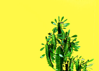 Fashion Green Cactus yellow background. Trendy tropical cacti plant close-up, creative Style.