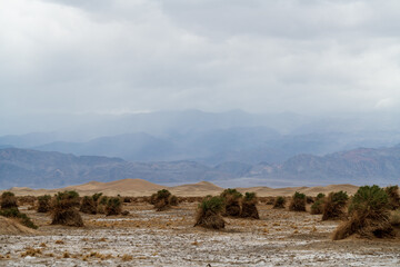 plants an dunes in the desert
