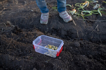 Pea seeds for planting on a vegetable row in the garden in the spring. Planting the first vegetables on an ecological farm for children.