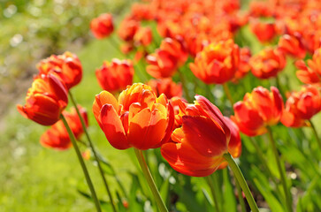 Fototapeta na wymiar Red tulips on meadow