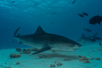 Tiger shark at the bottom of the ocean