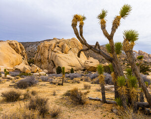 Joshua Tree Forest and Rock Formations With Ryan Mountain, Joshua Tree National Park, California,...