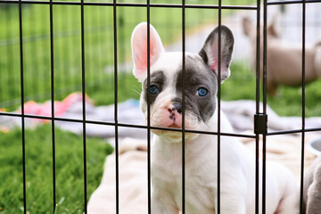 French Bulldog dog puppy behind bars