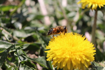 bee on a dandelion,flower, bee, insect, nature, yellow, macro, dandelion, pollen, fly, summer, honey, garden, plant, flowers, animal, spring, bumblebee, grass, bug, closeup, nectar, wing, close-up, 