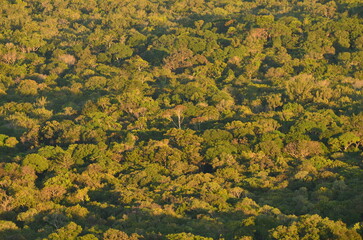 landscape with trees