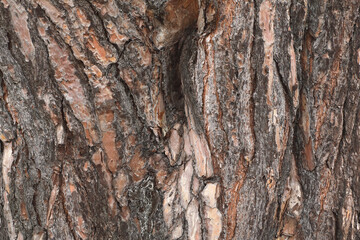 A close-up of the rough bark of an European Red Pine
