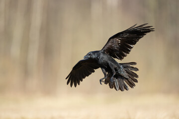 Bird beautiful flying raven Corvus corax North Poland Europe