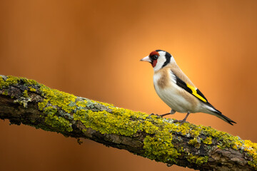 Bird Goldfinch Carduelis scarduelis , small amazing bird, winter time in Poland Europe	
