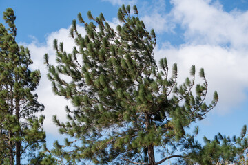 Monta&ntilde;as de Santa Fe
