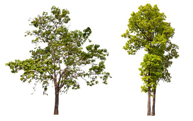 PNG collection tree transparent background