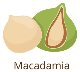 Macadamia nut icon. Organic fresh raw snack