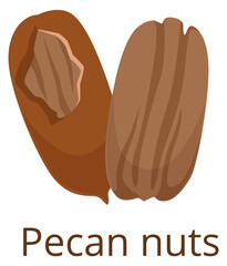 Pecan nut icon. Cartoon raw vegan snack