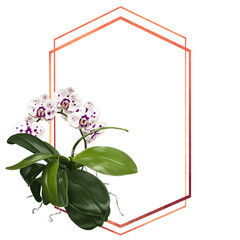 Watercolor frame made of orchids. illustration of phalaenopsis, cymbidium and Paphiopedilum - obrazy, fototapety, plakaty