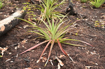 close up of a plant