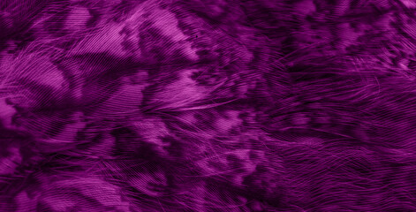 Fototapeta na wymiar violet feathers of the owl with visible details