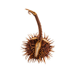 Chestnut fruit in a prickly peel with a twig isolated on a transparent background
