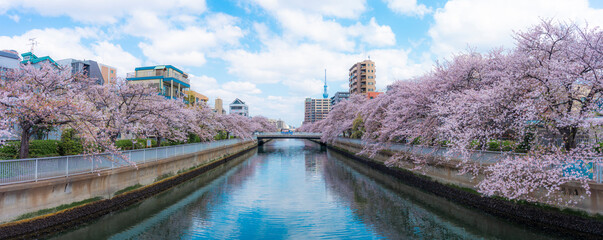 東京都墨田区大横川と桜のパノラマ風景