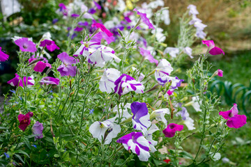 A border of pink purple and white petunias, Petunia x hybrida, with the focus on those closest and the flowers extending into the background