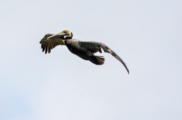 Pelican in Flight, Wildlife in Orange Beach, Alabama, seen during Spring Break in March