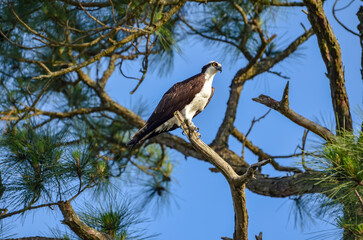 Coastal Wildlife - Osprey, Wildlife in Orange Beach, Alabama, seen during Spring Break in March