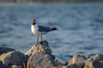 Seagull on the Jetty, Wildlife in Orange Beach, Alabama, seen during Spring Break in March