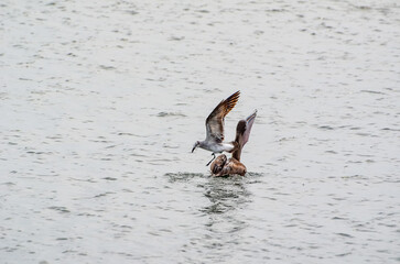 Wildlife in Orange Beach, Alabama, seen during Spring Break in March, Seagull trying to steal Pelican's dinner