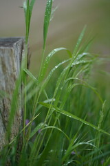 Flowers, spring, spring flowers, dew drops