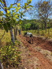 Terneros en el campo
