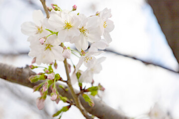 入学・卒業シーズン：昼間の皇居・千鳥ヶ淵に咲く東京の桜の花のアップ（東京都千代田区）