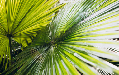 Obraz na płótnie Canvas Tropical jungle palm foliage background. Beauty in tropical nature banner for wallpaper, travel or vacation