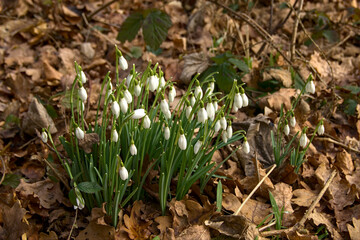 Kleines Schneeglöckchen (Lat.: Galanthus nivalis) auf dem Waldboden