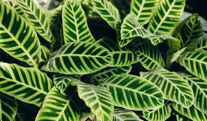 Fototapeta premium Calathea zebrina, variously striped, pin-stripe, or pin-stripe calathea plants leaves closeup. Beauty in tropical nature, banner for wallpaper