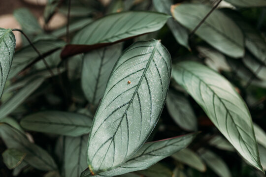 Exotic Ctenanthe Setosa Grey Star plant leaves with silver hue and dark leaf veins. Beauty in tropical nature, banner for wallpaper