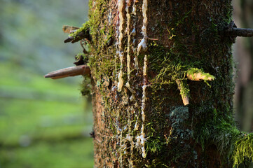 Harz / Baumharz an einem Nadelbaum mit Moosen und Flechten