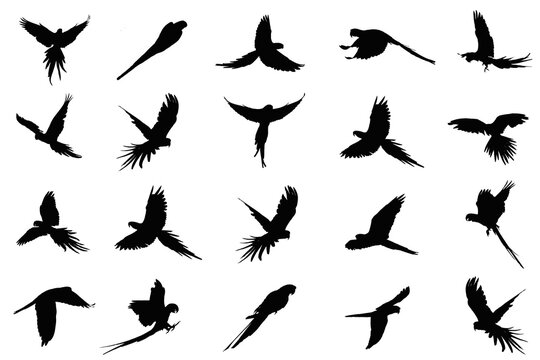 set of birds, silhouettes, icons set of birds, 