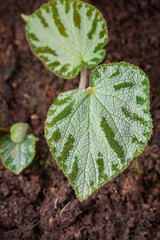close-up of begonia plant in the garden, begonia imperialis, ornamental plant with silvery green textured heart-shaped leaves foliage, taken straight from above with copy space