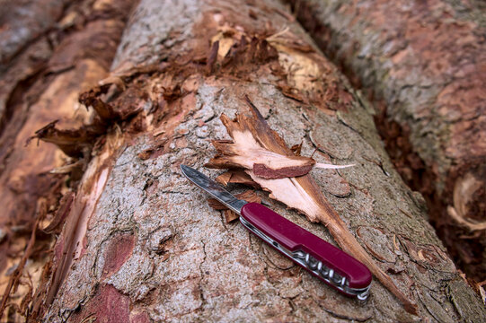 Rotes Taschenmesser auf Rinde an einem Nadelbaum: Kambium, Bast, Borke (Schichten)