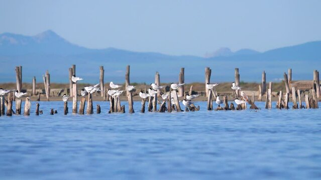 Sandwich terns (Thalasseus sandvicensis) on the old saltern pond sitting on the remains of a wooden fence - most birds sleep with their beaks stuck on plumage, safe location