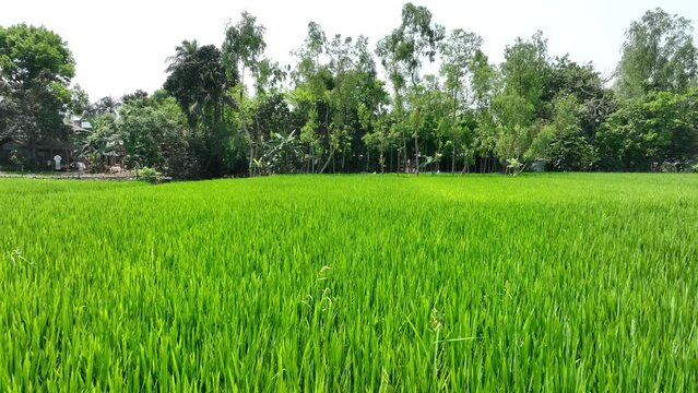 Green rice/peddy field in the village